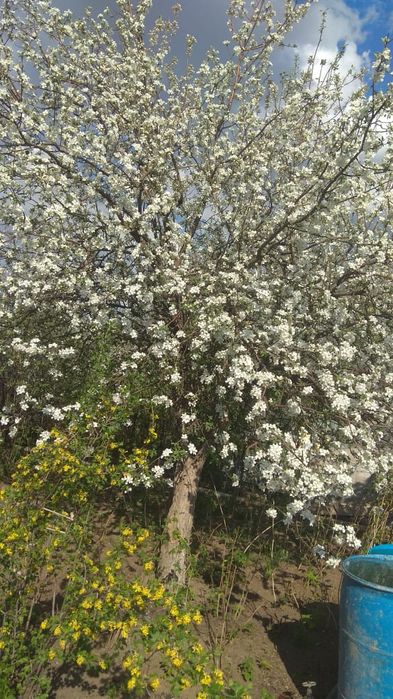 Продаётся  дачный участок п. Деркул