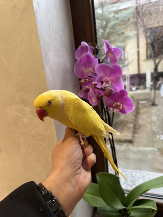 Ожереловый попугай