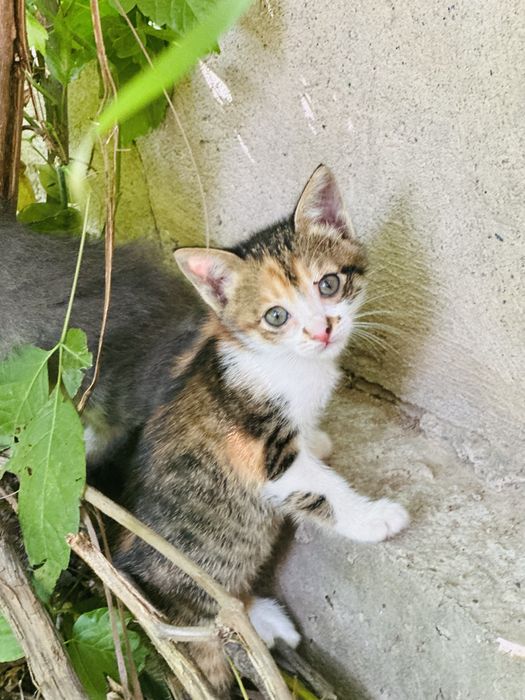 Отдам котят бесплатно