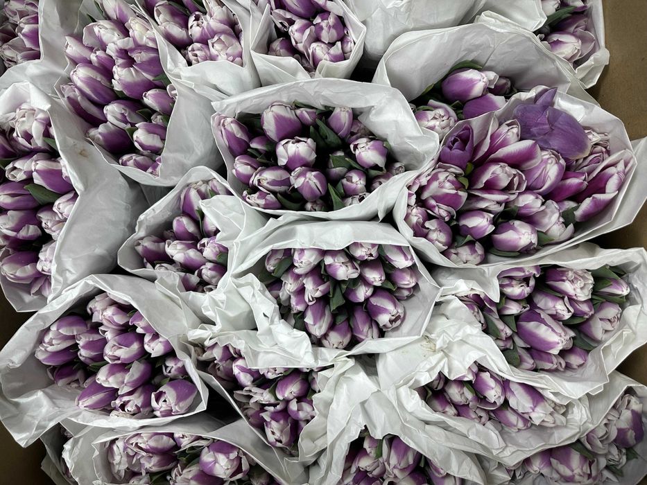 Премиальные местные тюльпаны