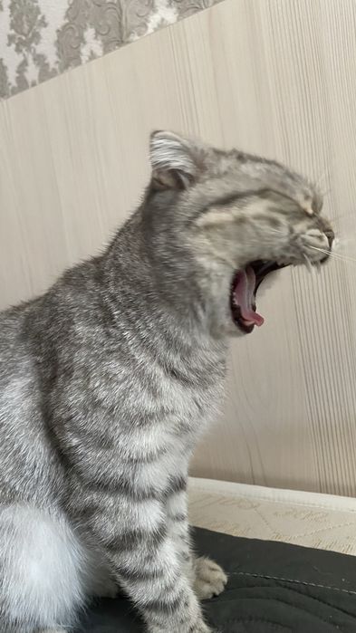 кошка вислоухая добрая умная