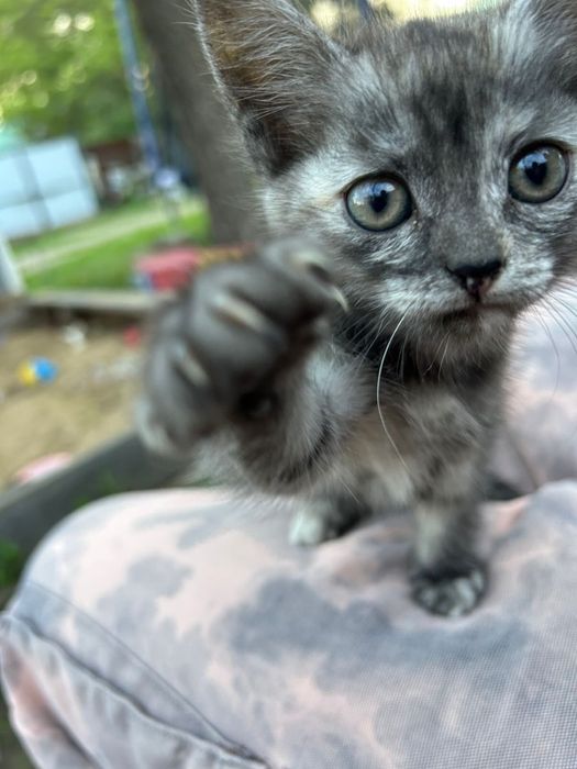 Отдам котят в добрые руки
