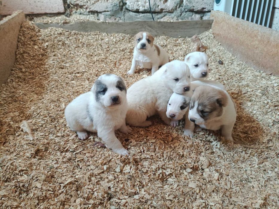 Продам  Щенков Алабая, бронирование