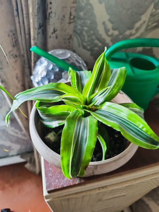 Драцена широколистная