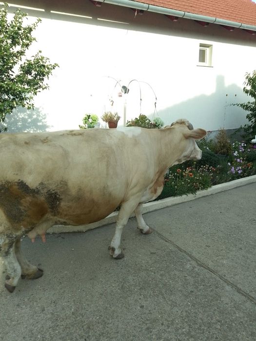 Animale domestic
