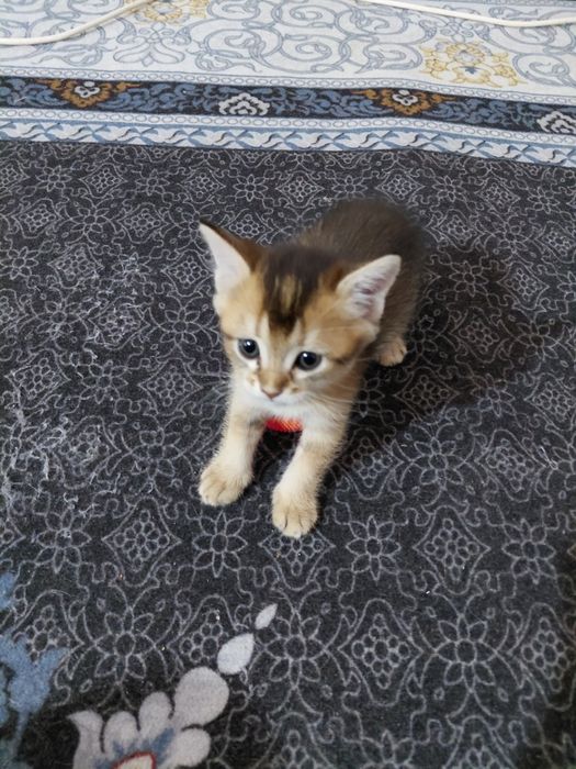 Мушук сотидади шатланская