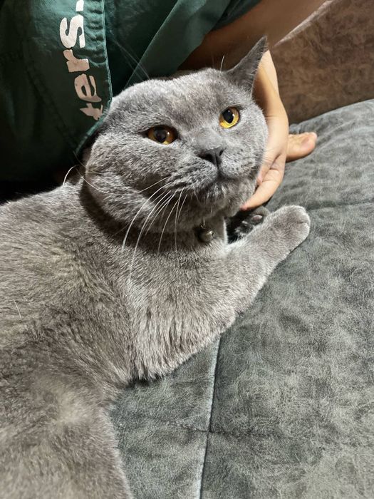 Цвет серы один год знает латок