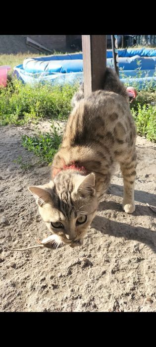 Бенгальские котята