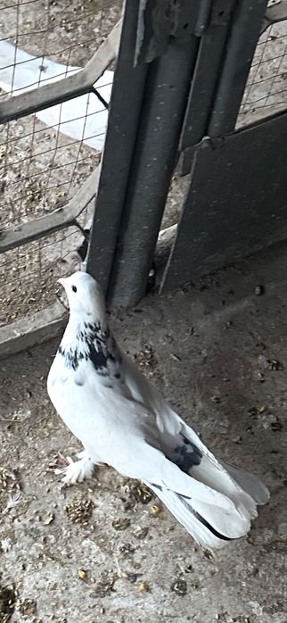 Продам Голубей шейку