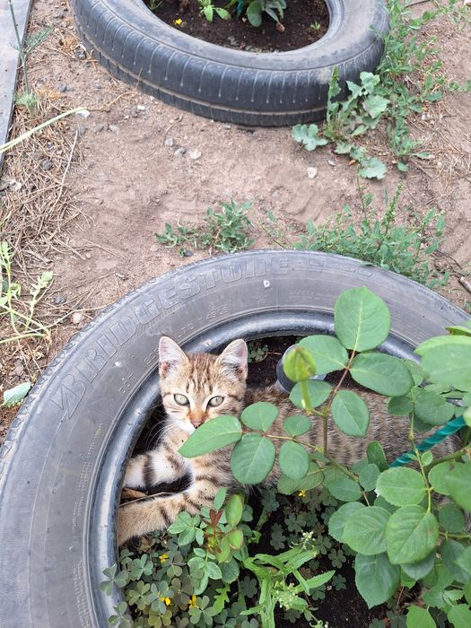 Пристраивается,в добрые руки.