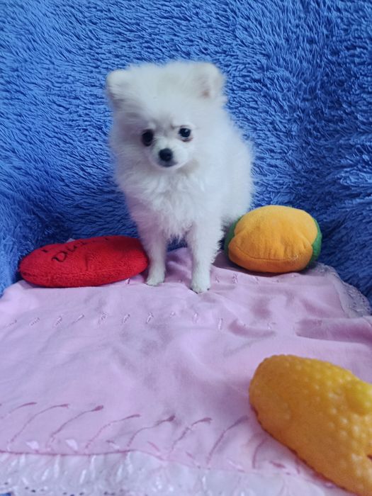 Немецкий цверг шпиц