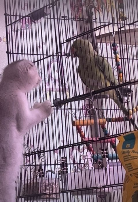 Продам попугая ожереловый самец