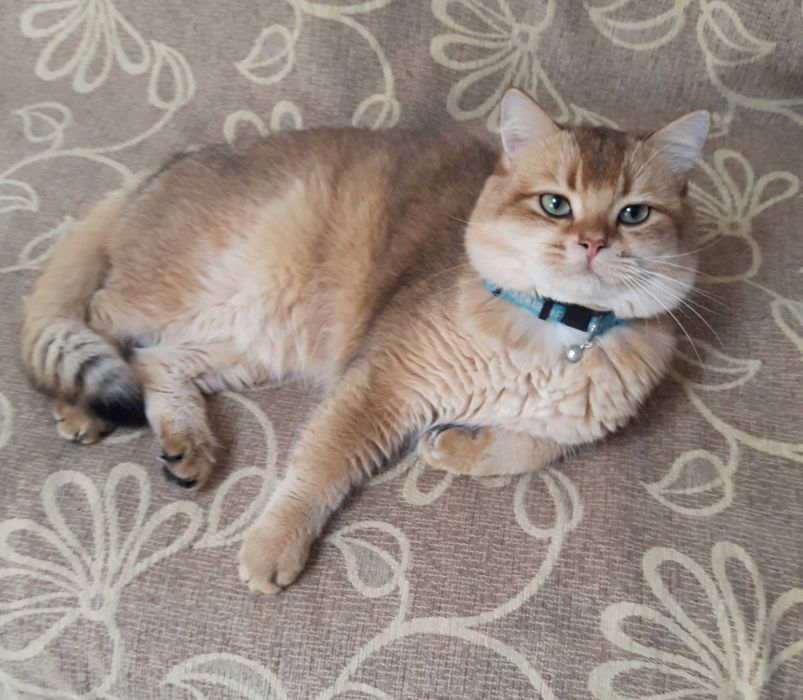 Британский кот золотая шиншилла приглашает кошек на вязку