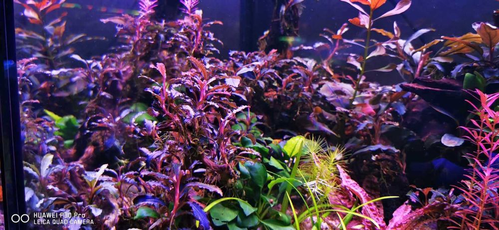 Vand plante cu crestere usoara ,plante easy crescute fara co2 Bucuresti ...