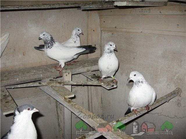 Высоколётные голуби