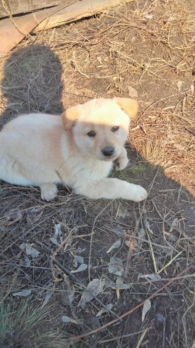 Щенки в добрые руки