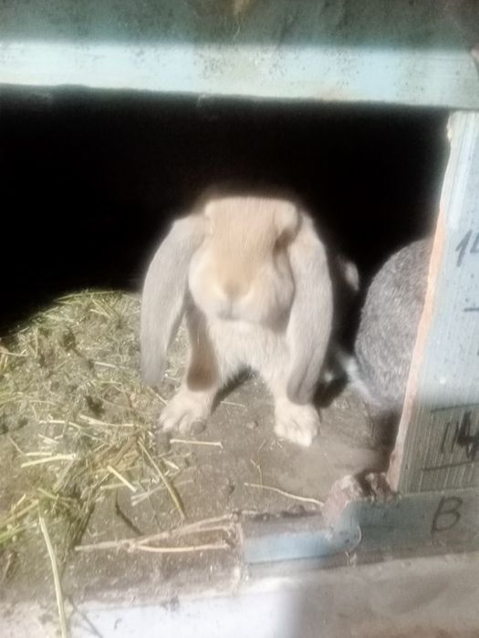 Продаются крольчата