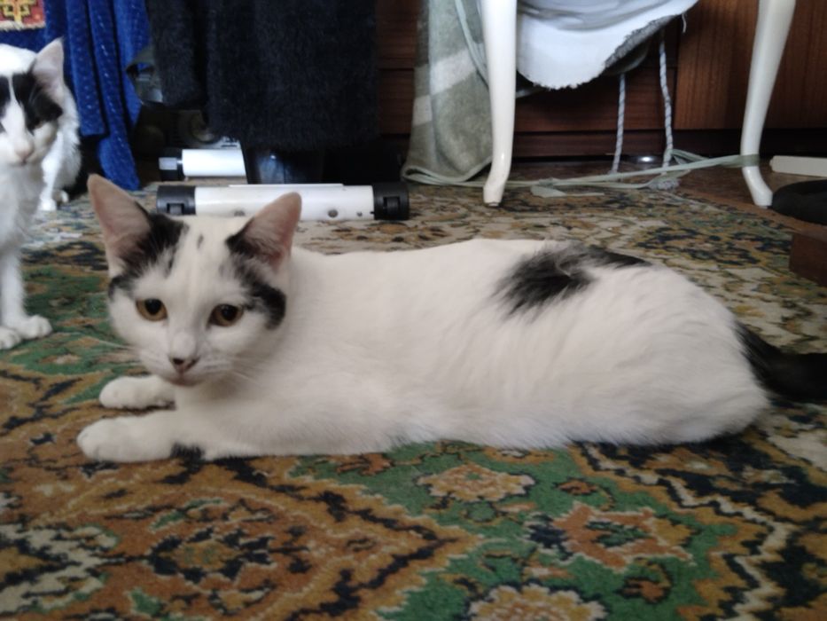 Отдам котят в добрые руки