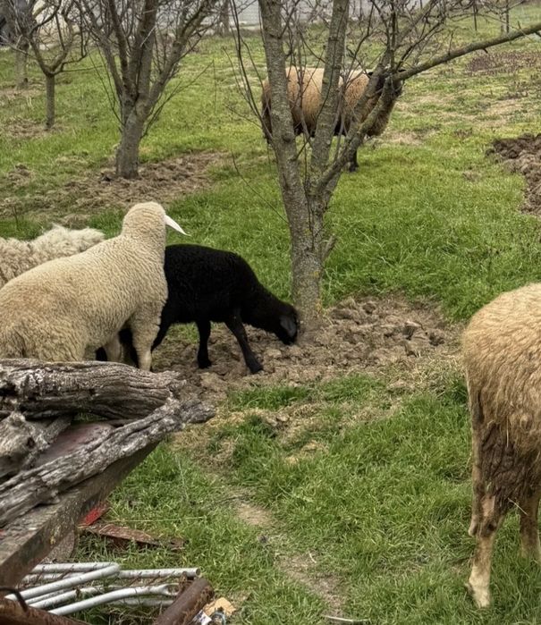 Агнета от домашно стопанство