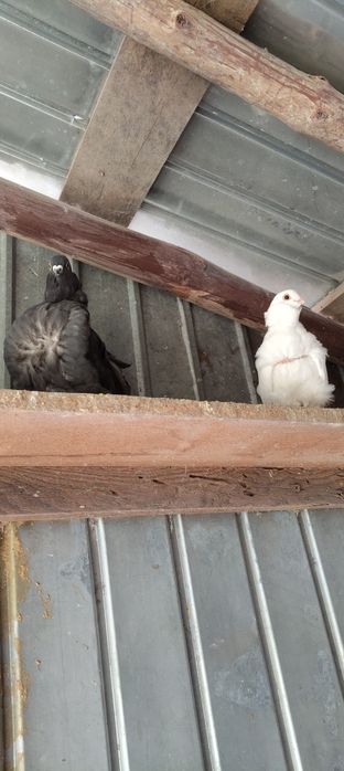 Vând porumbei pescăruș chinez