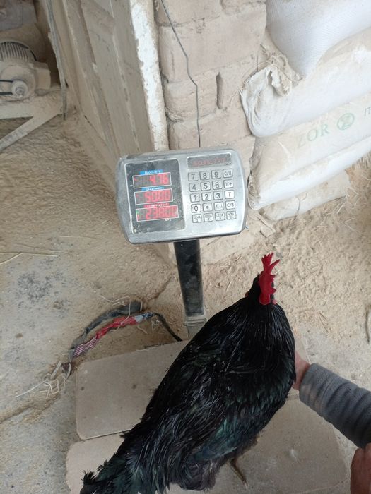 Yosh Horoz sotiladi 400 ming