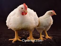 Яйцо инкубацинный бройлера