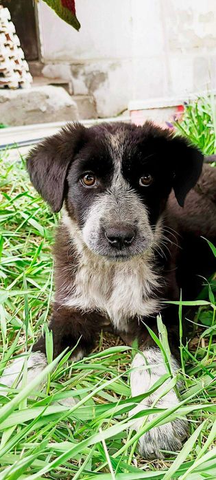 Щенки метисы Алматы бесплатно