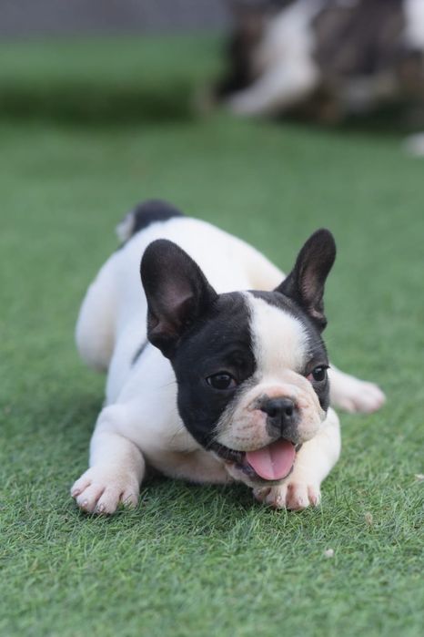 Buldog francez Mascul