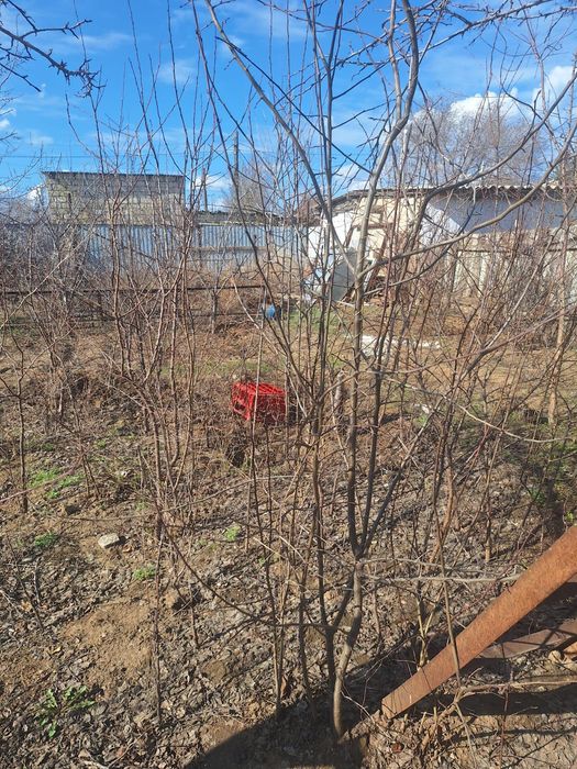 Продаю саженцы Актобе