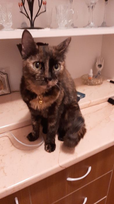 Ofer spre adopție o pisicuța