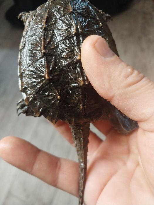 Грифовая черепаха