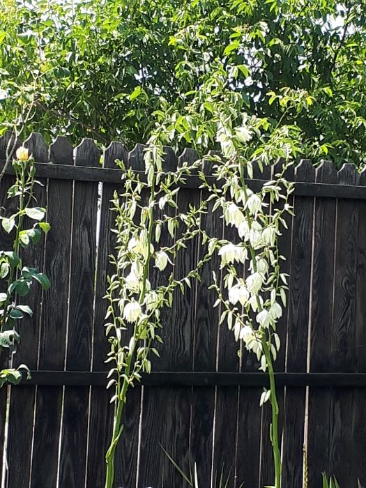 Yucca de gradina