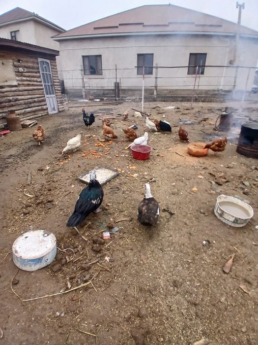 Индоутка сатамын.