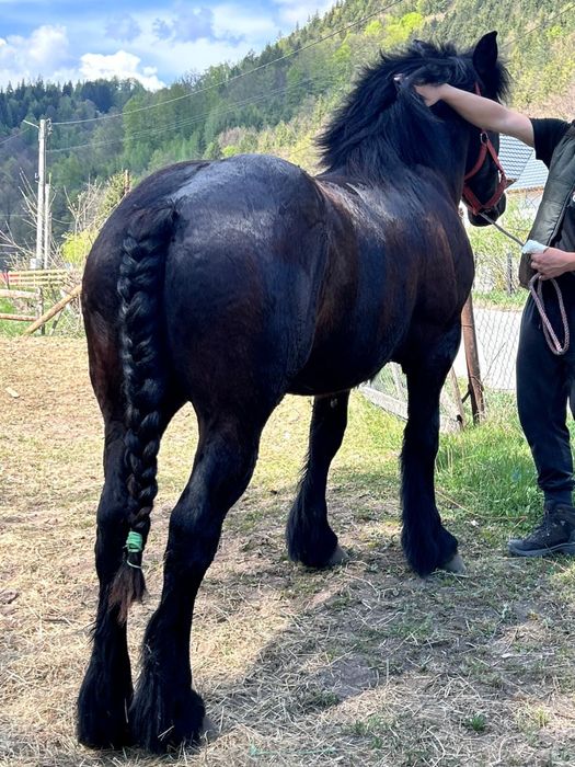 Mânze negre din parintii de top!