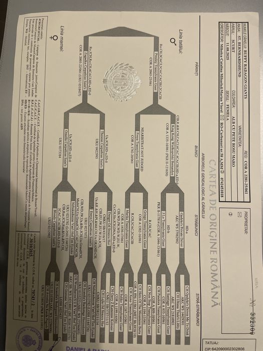 Femela Saint Bernard cu pedigree - par scurt