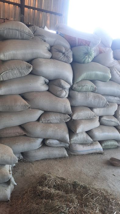 Куй нури сотилади