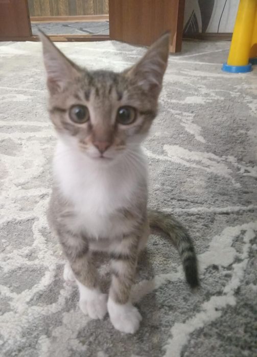 Котенка в добрые руки