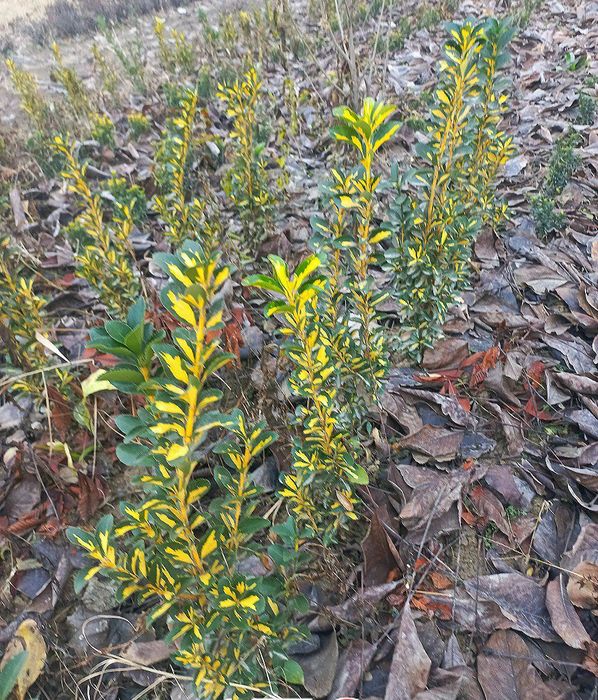 Shamshot. Beeline. Gold. Arra barg. Qush tili