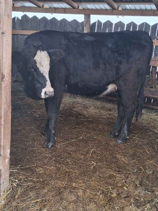 2 junici angus gata sa fete