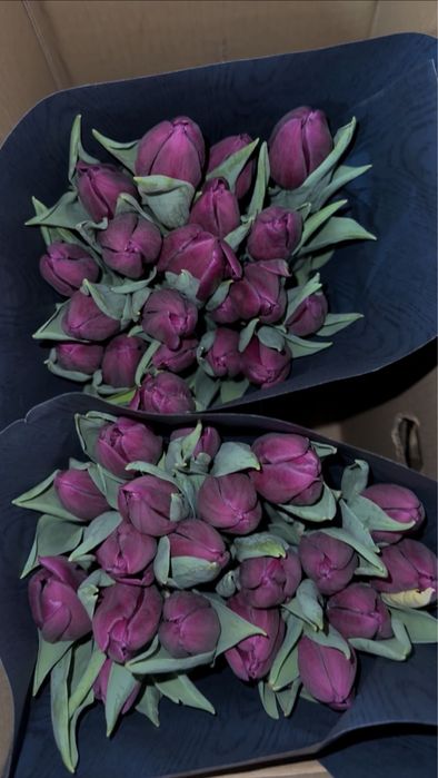 Предзаказ на Тюльпаны