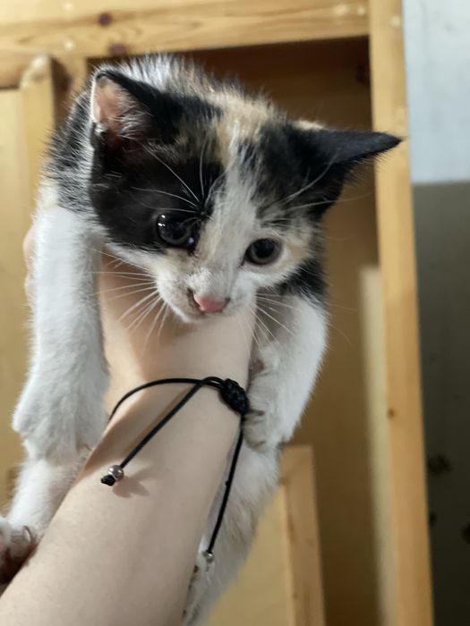 Котята в добрые руки бесплатно