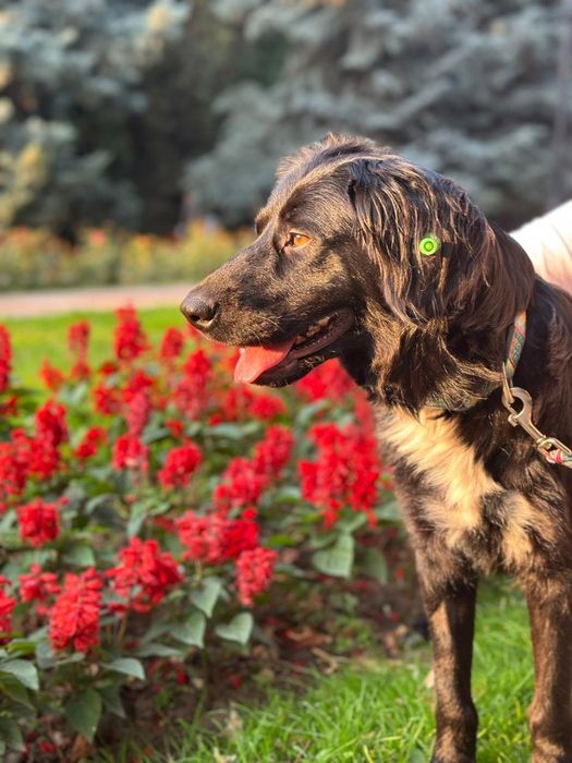 Собака ищет дом и семью