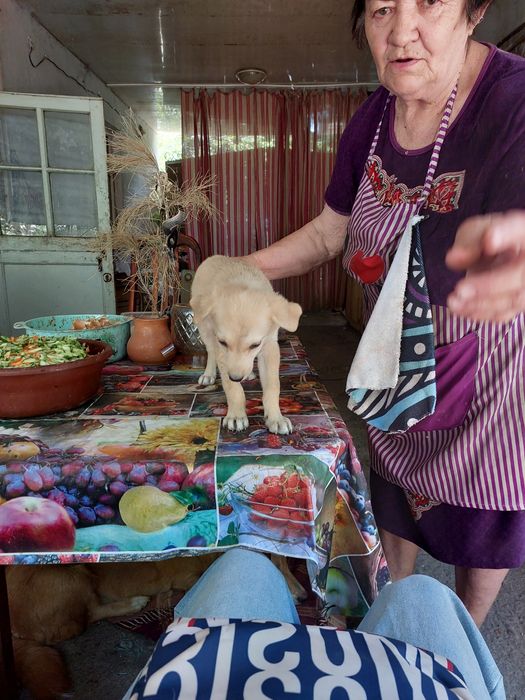 Бесплатно собачульки