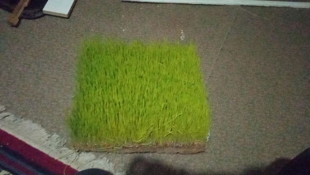 Gidroponika usulida óstirilgan / undirilgan bug'doy & arpa