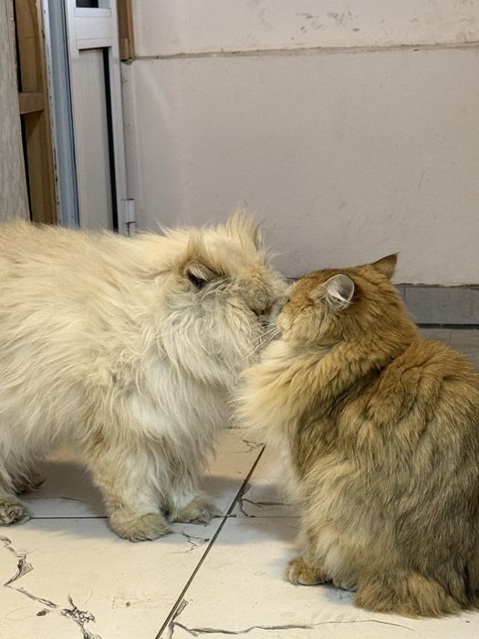 Chinchilla Mushuk Cat