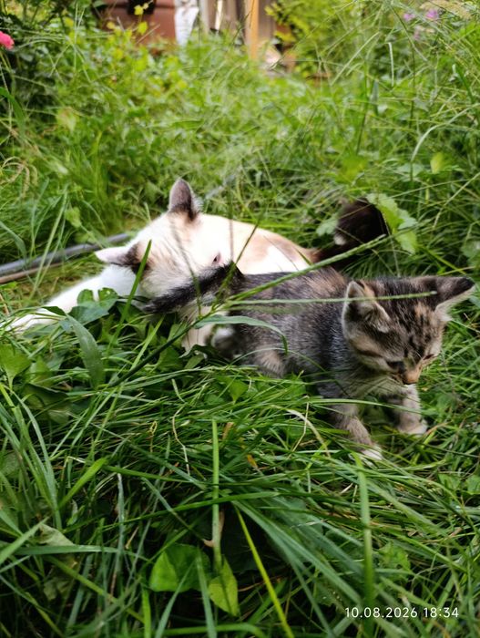 Котята ищут своих людей