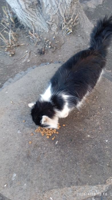 Отдам даром котика