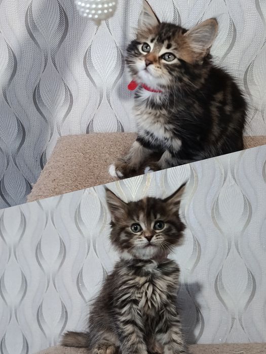 Продажа котят мейн-кунов