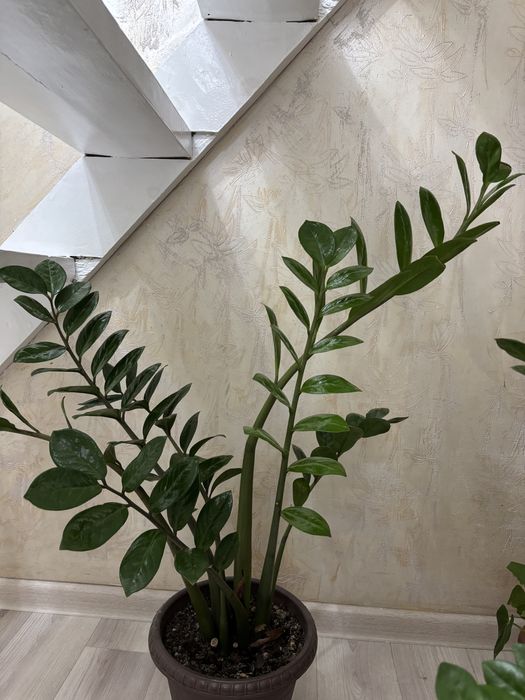 Цветы доллоровое дерево