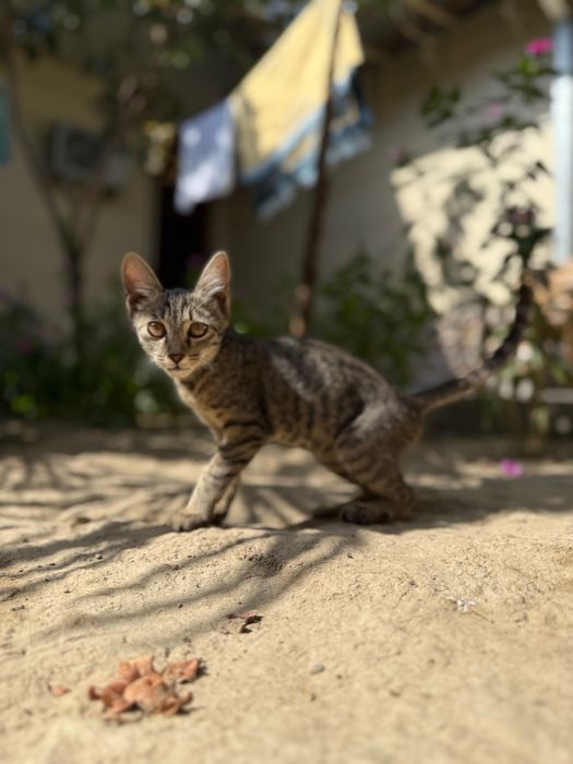 Очень ласковый котёнок, отдам в хорошие руки. цена договорная